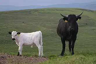 Cow with Vaynol calf in Scotland