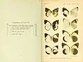 Book page showing watercolour plate of butterfly specimens
