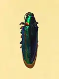 Chrysochroa rajah from Myanmar