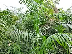 Calamus tenuis plant