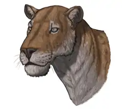 Life restoration of the head and neck of Homotherium latidens
