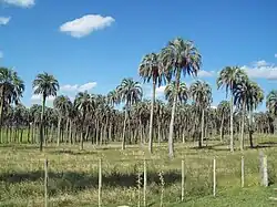 A grove of old trees in situ at Quebracho, Paysandú Department, Uruguay.