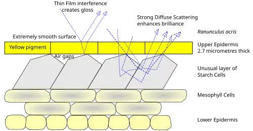 Diagram showing how buttercups produce their colour by using pigments and structural colouration