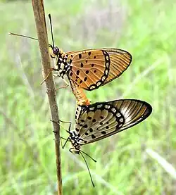 Mating pair in Mozambique