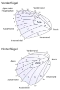 Wing venation (in German)