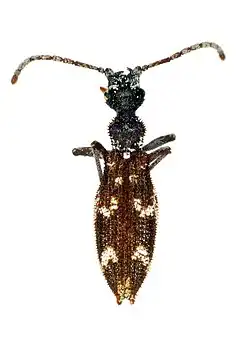 Beutelius rutherfordi
