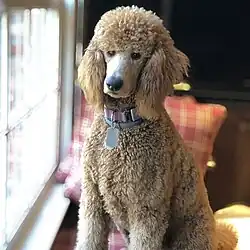 Café au Lait Standard Poodle