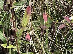 Close-up of a Symphyotrichum lateriflorum stem and branch node showing hairs in vertical lines. The stem and branch have a reddish-brown hue, and leaves are mostly red with some lighter green. There are flower heads distally on the branch.