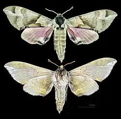 Callambulyx tatarinovii