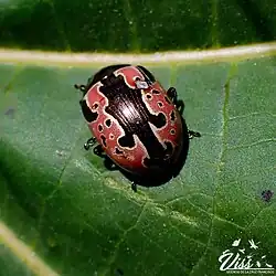Calligrapha sylvia, México