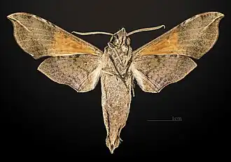Male underside