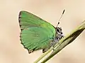 Green hairstreak