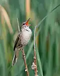 Clamorous reed warbler