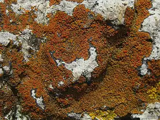 reddish scale-like growth on a whitish, crystalline rock