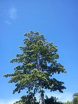 Calycophyllum candidissimum, Nicaragua
