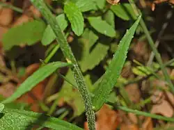Leaf of Campanula rapunculus