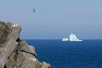 An iceberg and tip of puffin colony, seen from the Cape
