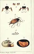 Der Maikäfer (Kreuzkäfer) In: Bechstein, J. Fische, Insecten und Würmer. Original.
