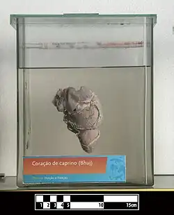 Caprine heart
