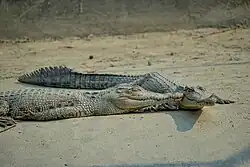 Juvenile salt water crocodiles at Karamjal Wildlife Breeding center, Bangladesh
