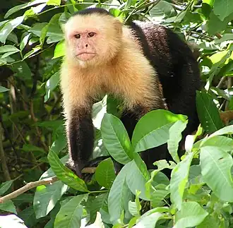 White-headed capuchin, Cebus capucinus