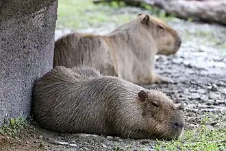 Capybaras