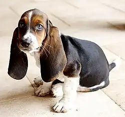 Image 8Basset Hound (from Puppy)