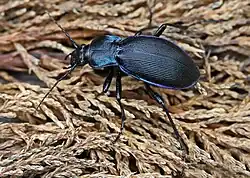 Carabus violaceus purpurascens