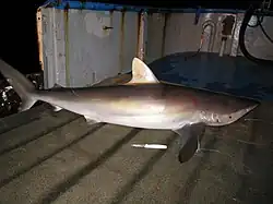 A large bronze-colored shark lying on the deck of a boat