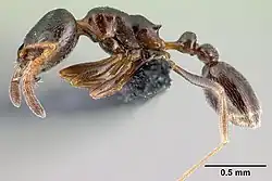 Cardiocondyla elegans (Formicidae)