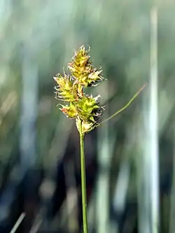 Spikelets