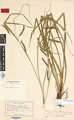 Herbarium sheet of a dried sedge with long inflorescences