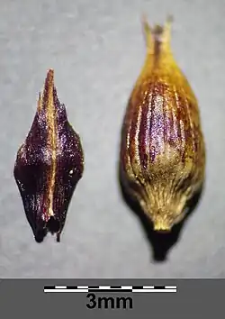 Carex melanostachya (scale on left, perigynium on right)