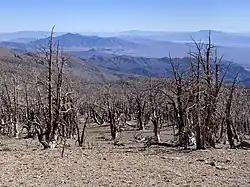 Burned trees from the Carpenter 1 fire on the upper slopes of the South Loop Trail to Charleston Peak.