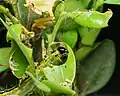 Closeup: larva feeding on box tree leaf