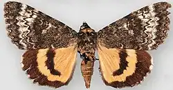 Catocala grotiana Grote's underwing