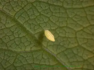 Egg