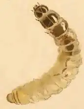 Larva