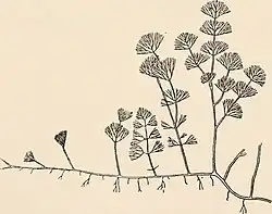 Illustration by George Stephen West after Frederik Børgesen