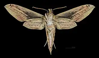 Female Cechenena lineosa underside