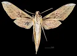 Cechenena minor ♂ △