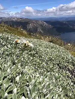 Flowers in front of mountains