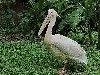 Great White Pelican