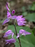 Red helleborine.