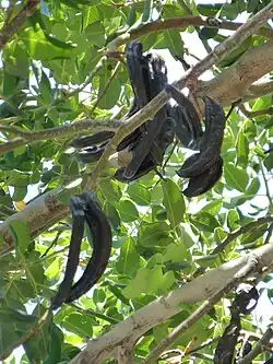 Ceratonia siliqua (Fabaceae)