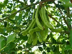 Green carob fruit pods on tree, 15&nbsp;cm (6&nbsp;in) long