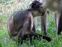 Gray monkeys