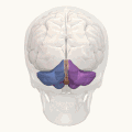 Animation. &nbsp;&nbsp;Left cerebellar hemisphere &nbsp;&nbsp;Right cerebellar hemisphere