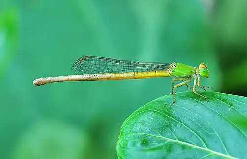 Ceriagrion coromandelianum female