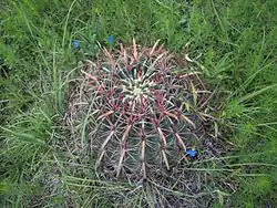 Barrel cactus (Biznaga).